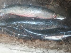 Pemusnahan 18 Ikan Aligator: Dibekukan, Dipotong dan Dikubur Pemusnahan 18 Ikan Aligator: Dibekukan, Dipotong dan Dikubur