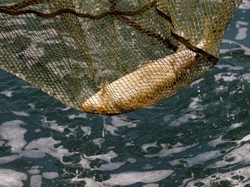 Kasihan! Satu Ton Ikan di Swiss Mati Akibat Gelombang Panas