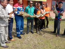 Nyaris Disantap Warga, 3 Buaya Diselamatkan Satpam