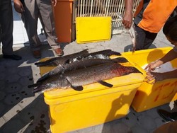 Belasan Ikan Aligator Pangandaran Akhirnya Dimusnahkan