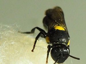 Peneliti Kembangkan Bioplastik dari Sarang Lebah Australia