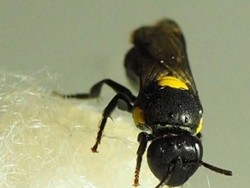 Peneliti Kembangkan Bioplastik dari Sarang Lebah Australia