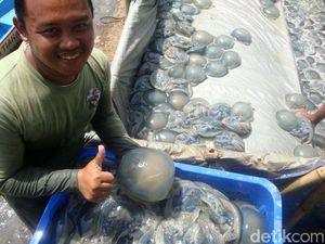 Musim Angin Timur, Nelayan Cilacap Panen Ubur-Ubur 4 Ton Sehari