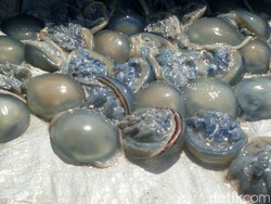 10 Contoh Hewan Avertebrata dan Ciri-Cirinya