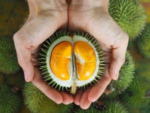 Gemas! Baby Durian yang Mungil Ini Bikin Nggak Tega Melahapnya