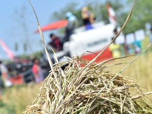 Petani Lamongan Budidaya Beras Jepang Bahan Baku Sushi