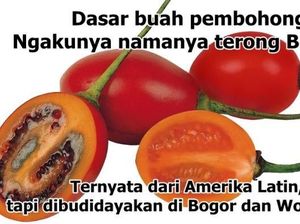 Duh! 8 Meme Kebohongan Makanan Ini Ungkap Fakta Sebenarnya