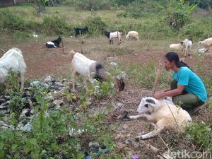 Sulit Cari Rumput di Musim Kemarau, Harga Domba di Ciamis Naik