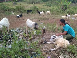 Sulit Cari Rumput di Musim Kemarau, Harga Domba di Ciamis Naik