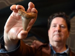 Fosil Gigi Langka Hiu Prasejarah Ditemukan di Pantai Australia