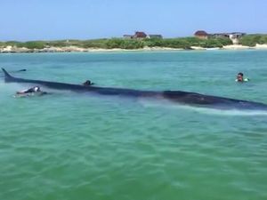 Paus Sepanjang 18 Meter Terdampar di Meksiko