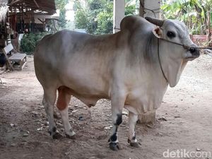 Jokowi Kurban Sapi Seberat 1 Ton di Palembang