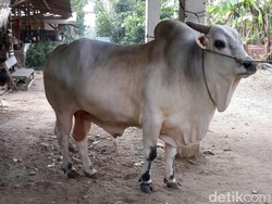 Jokowi Kurban Sapi Seberat 1 Ton di Palembang