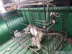 Kera Peliharaan Warga Cakung Lepas, Petugas Damkar Turun Tangan Kera Peliharaan Warga Cakung Lepas, Petugas Damkar Turun Tangan
