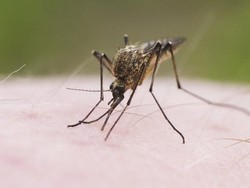 Cat Tubuh Seperti Zebra Bisa Dipakai untuk Menangkal Nyamuk