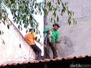 Satu Kera yang Resahkan Warga Asemrowo Surabaya Dilumpuhkan Satu Kera yang Resahkan Warga Asemrowo Surabaya Dilumpuhkan