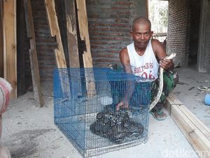Ular Sanca 3 Meter Muncul di Lokasi Semburan Air, Jenis Apa ? Ular Sanca 3 Meter Muncul di Lokasi Semburan Air, Jenis Apa ?