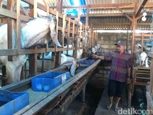 Dinas Peternakan Lamongan Kerahkan 37 Petugas Periksa Hewan Kurban