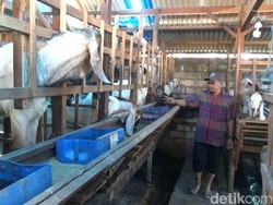 Dinas Peternakan Lamongan Kerahkan 37 Petugas Periksa Hewan Kurban
