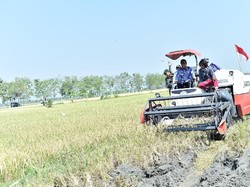 Meski Kemarau, Kementan Prediksi Padi Naik 1,8 Juta Ton Tahun Ini