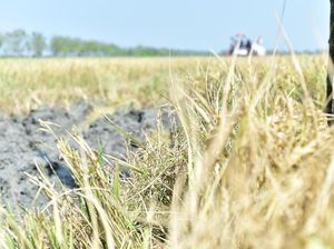 Produksi Padi Berkurang Akibat Faktor Cuaca dan Musim Tanam