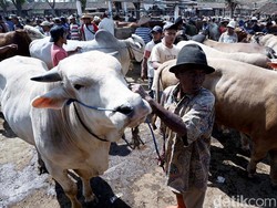Penjualan Hewan Kurban Tahun Ini Diprediksi Naik 10%