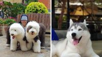 Asyik! Di 10 Kafe Ini Bisa Makan Sambil Main dengan Hewan Lucu
