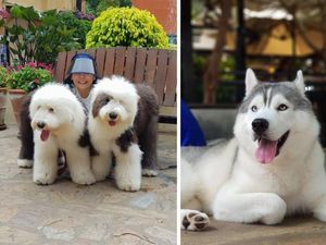 Asyik! Di 10 Kafe Ini Bisa Makan Sambil Main dengan Hewan Lucu