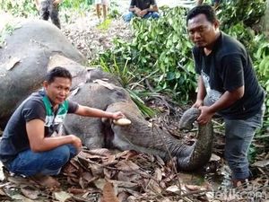 1 Gajah di Aceh Mati Diduga Tersengat Listrik