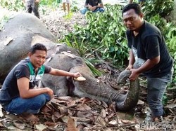 1 Gajah di Aceh Mati Diduga Tersengat Listrik