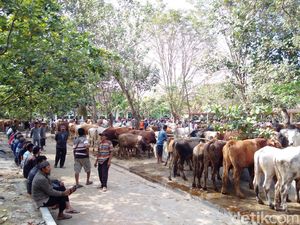 Ketersediaan Hewan Kurban di Sleman Meningkat 10% dari Tahun Lalu
