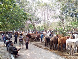 Ketersediaan Hewan Kurban di Sleman Meningkat 10% dari Tahun Lalu