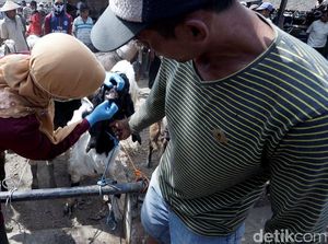 Hewan Ternak Kurban di Pasar Sapi Boyolali Mulai Diperiksa