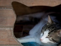 Kenyataan Rumit tentang Dengkuran Kucing