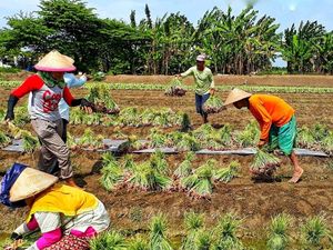 Kementan Targetkan Ekspor 15 Ribu Ton Bawang Merah Tahun ini