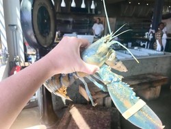 Restoran Ini Pilih Lepaskan Lobster Cotton Candy Langka Daripada Memasaknya