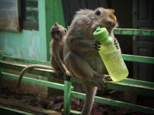 Satwa Liar Suaka Margasatwa Muara Angke Vs Warga PIK