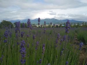 Permadani Alami ala Jepang