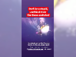 Bikin Geram! Pengusaha Kaya Ini Tunggangi Whale Shark