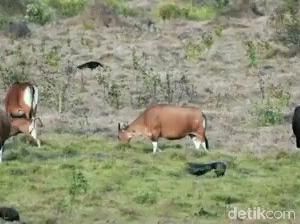 Menikmati Wildlife Tak Perlu Jauh-jauh ke Afrika, Cukup di Sini