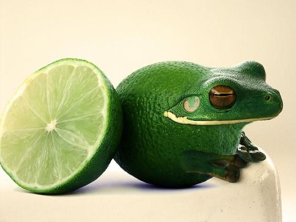 Begini Kerennya Saat Seniman Photoshop Gabungkan Foto Binatang dan Buah