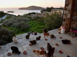 Viral! Paniknya Kucing Saat Dikeroyok Anak Bebek