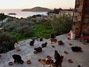Viral! Paniknya Kucing Saat Dikeroyok Anak Bebek Viral! Paniknya Kucing Saat Dikeroyok Anak Bebek