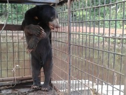 Petugas Evakuasi Sepasang Beruang dari Permukiman Warga di Riau