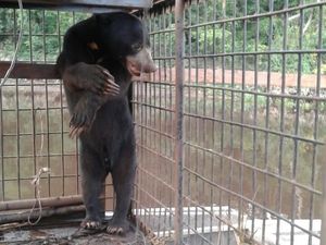 Petugas Evakuasi Sepasang Beruang dari Permukiman Warga di Riau Petugas Evakuasi Sepasang Beruang dari Permukiman Warga di Riau