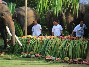 Sambut World Elephant Day, Bali Zoo Gelar Pesta Buat Gajah