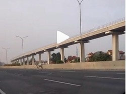 Seekor Sapi Masuk Tol Jagorawi KM 07 Jakarta Arah Bogor