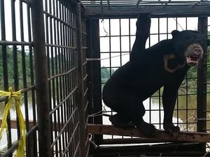 Warga Selamatkan Anak Beruang yang Ditinggal Induknya di Riau Warga Selamatkan Anak Beruang yang Ditinggal Induknya di Riau