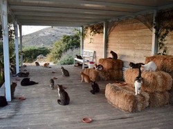 Digaji Rp 8 Juta Cuma Buat Jaga Kucing, Mau?