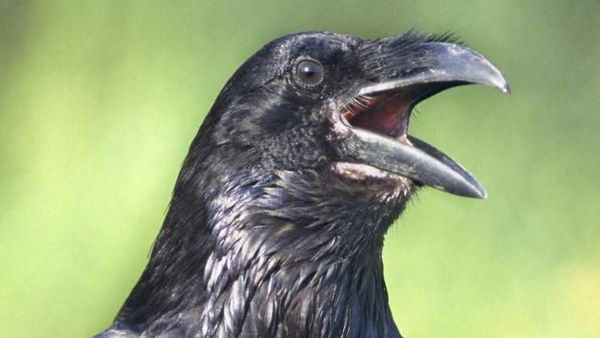 Foto: 6 Hewan Paling Pintar di Dunia